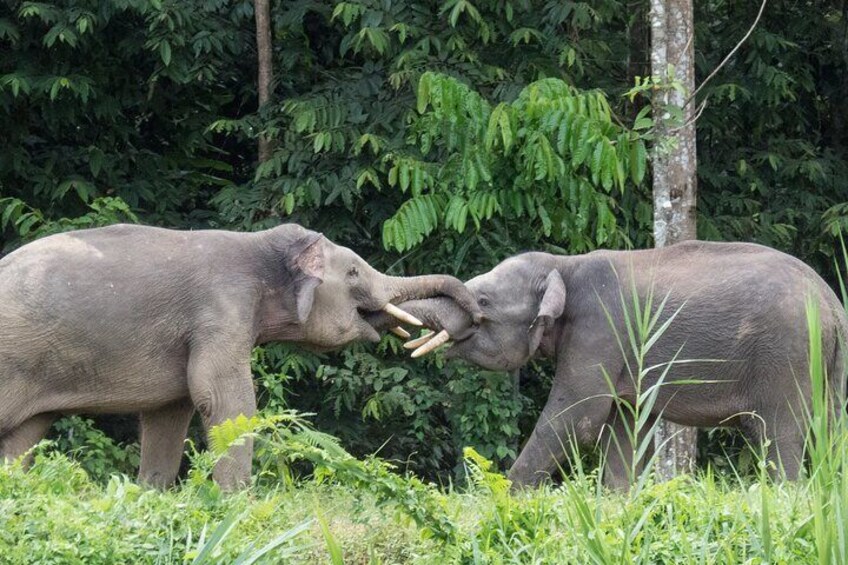 Two elephants in a natural setting with dense foliage in the background. 4