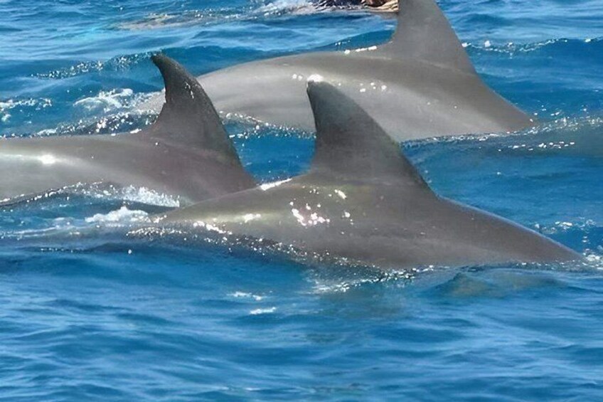 Dolphins swimming in the ocean. 1