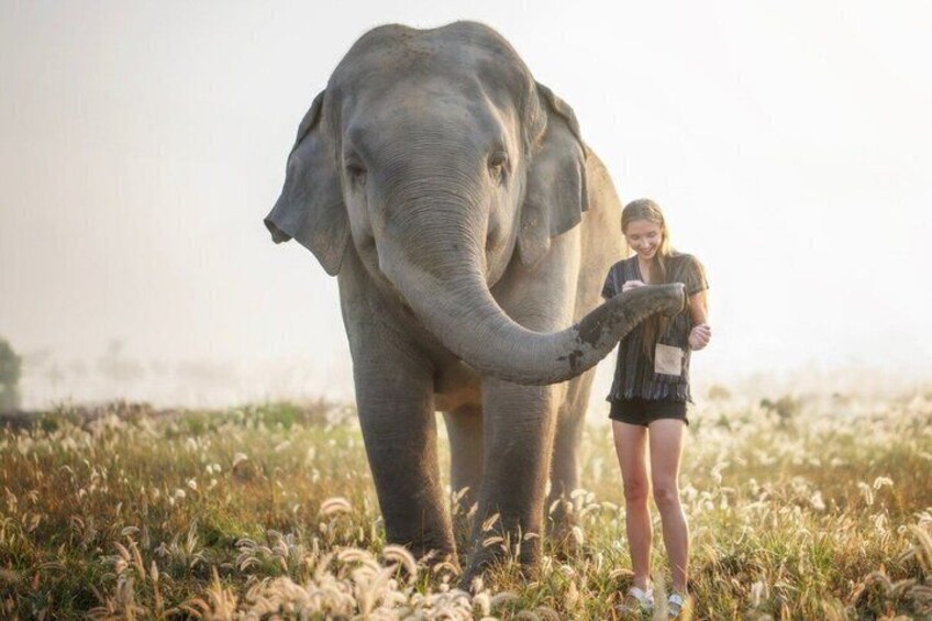 A person standing next to an elephant in a grassy field. 3