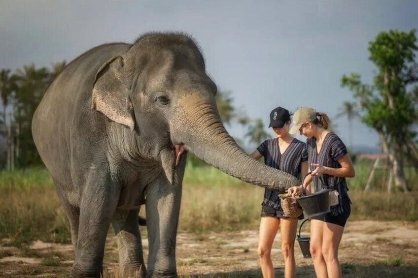 An elephant with two people feeding it. 4