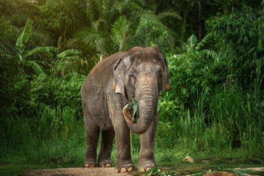 An elephant standing in a lush green forest. 1