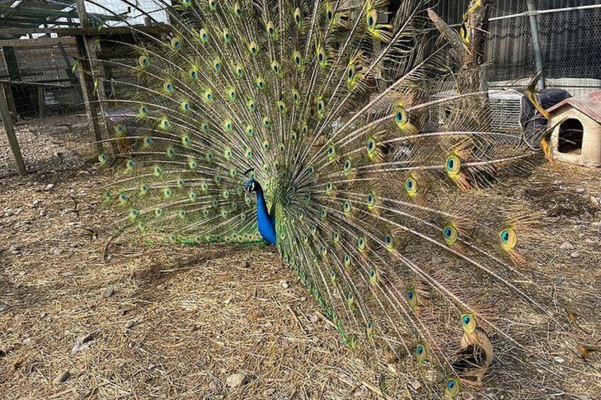A peacock with a fully fanned tail in a dry, grassy enclosure. 4
