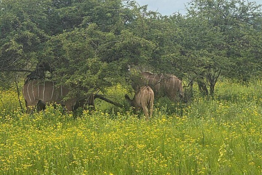Two giraffes grazing in a field with yellow flowers and green trees in the background. 2