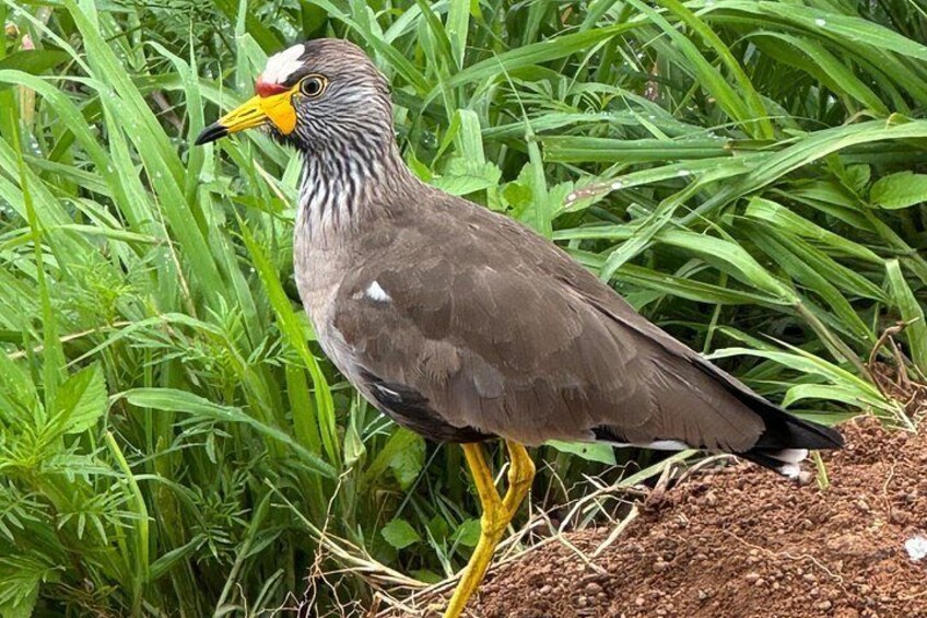 A bird with yellow legs and a yellow beak standing on the ground among green grass. 3