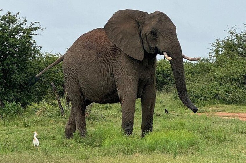 An elephant in a grassy field with trees in the background. 5