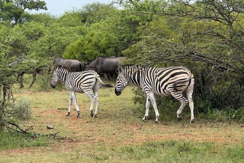 Zebras in a grassy field with trees in the background. 4