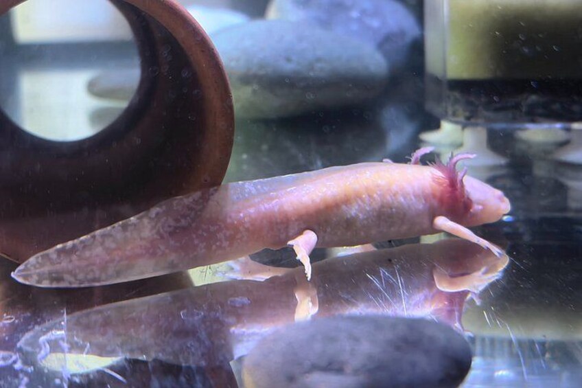 A fish in an aquarium with a brown pot and rocks in the background. 4