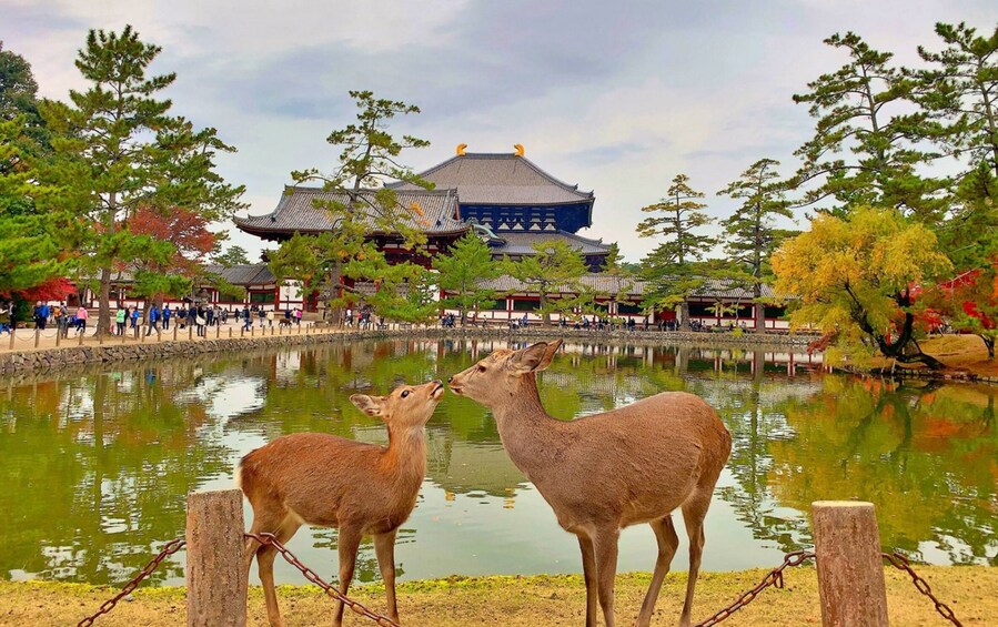 Kyoto, Nara, & Uji Tour with Osaka Hotel Transfer 1