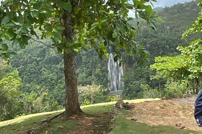A tree with a waterfall in the background. 3
