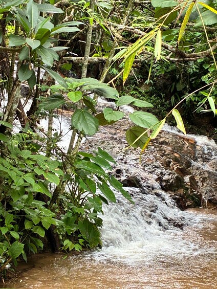 A small waterfall surrounded by dense green foliage. 2