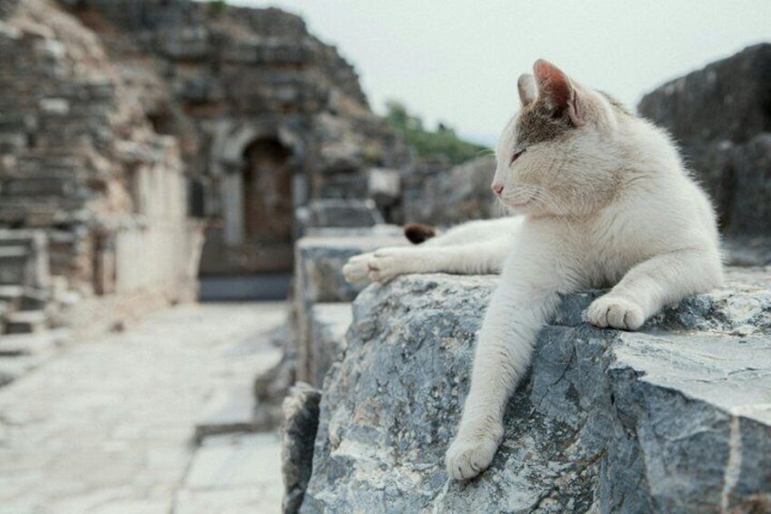 A white cat sitting on a stone ledge with ancient ruins in the background. 2
