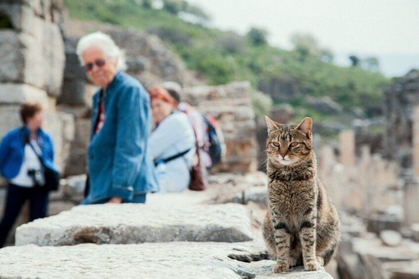 A cat sitting on ancient ruins with tourists in the background. 1