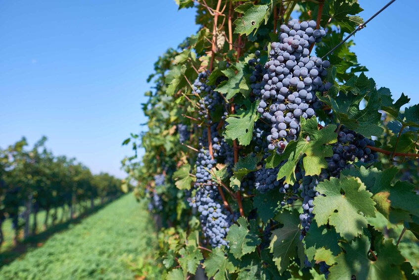 A vineyard with rows of grapevines bearing clusters of grapes. 3