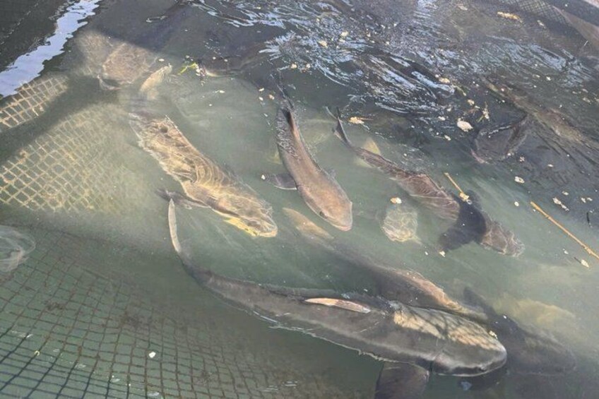 A pond with several fish swimming. 4