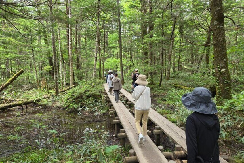 A wooden bridge in a forest with people walking on it. 5