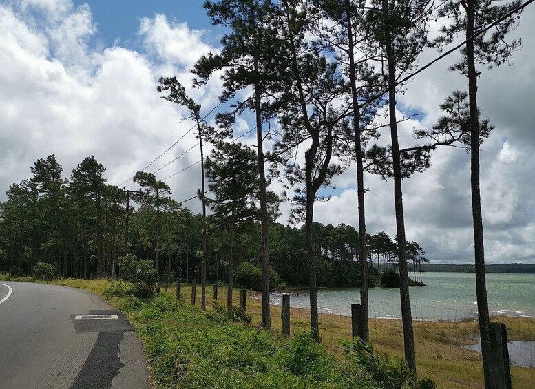 A coastal road with pine trees, a fence, and a body of water. 3