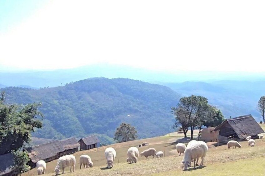 A hillside with grazing sheep, a few trees, and a distant mountain range. 1