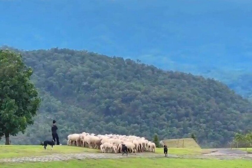 A person herding sheep in a grassy field with a forested hill in the background. 5