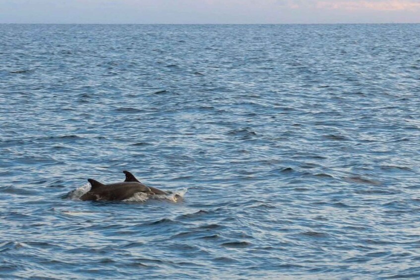 A dolphin swimming in the ocean. 3