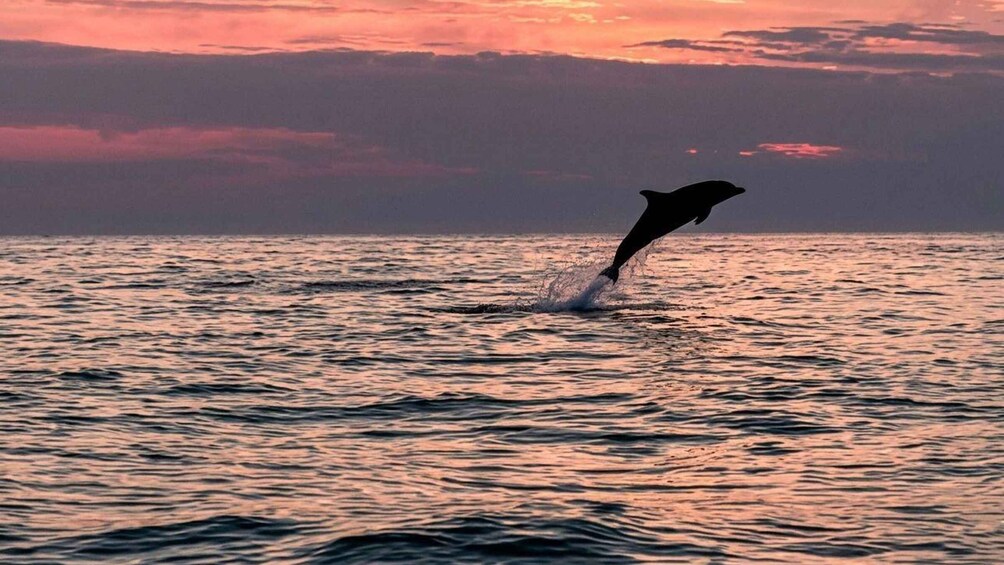 A dolphin leaping out of the ocean water at sunset. 4