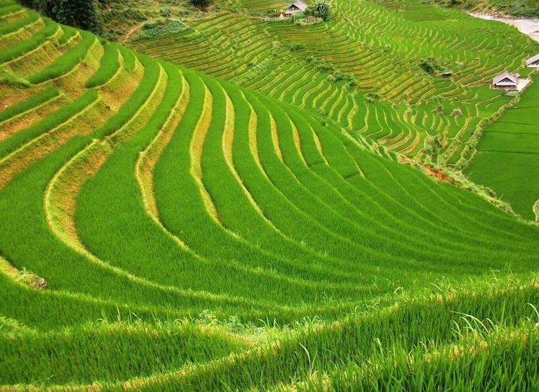 Terraced rice fields with traditional houses. 1