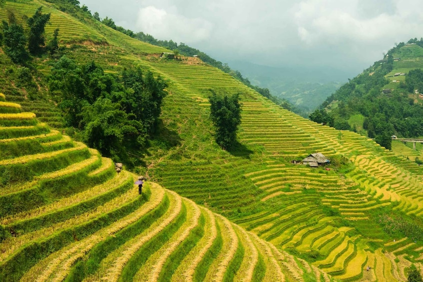 Terraced rice fields, a person walking, and a small hut. 3