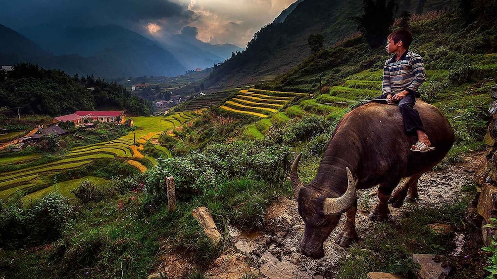 A person riding a buffalo on a terraced hillside with a village in the background. 2