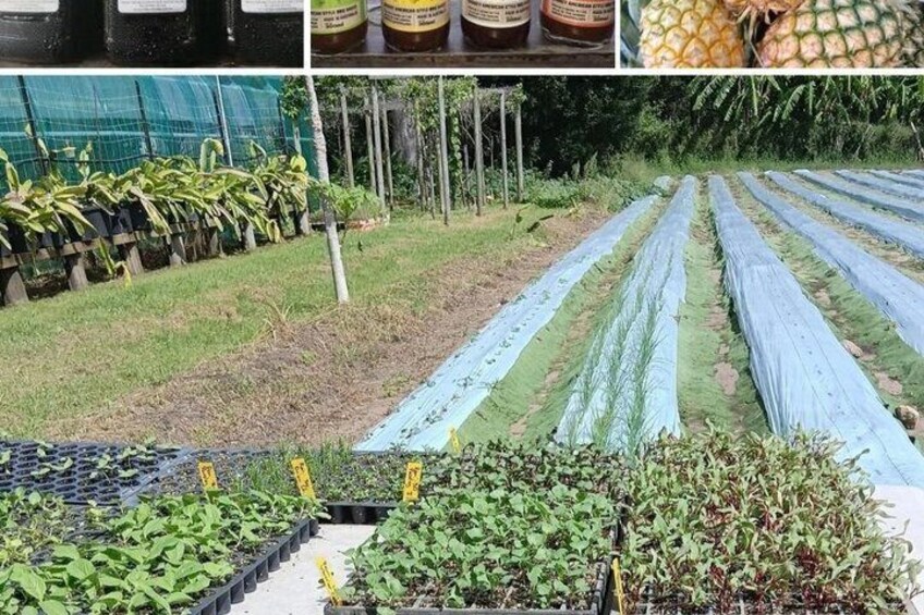 A greenhouse with rows of plants, a banana plantation, and a pineapple. 1