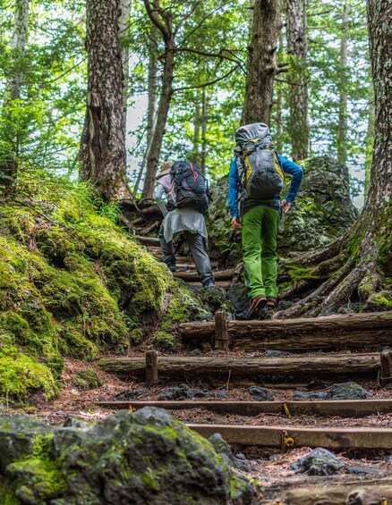 Hikers ascending a moss-covered wooden staircase in a forest. 4