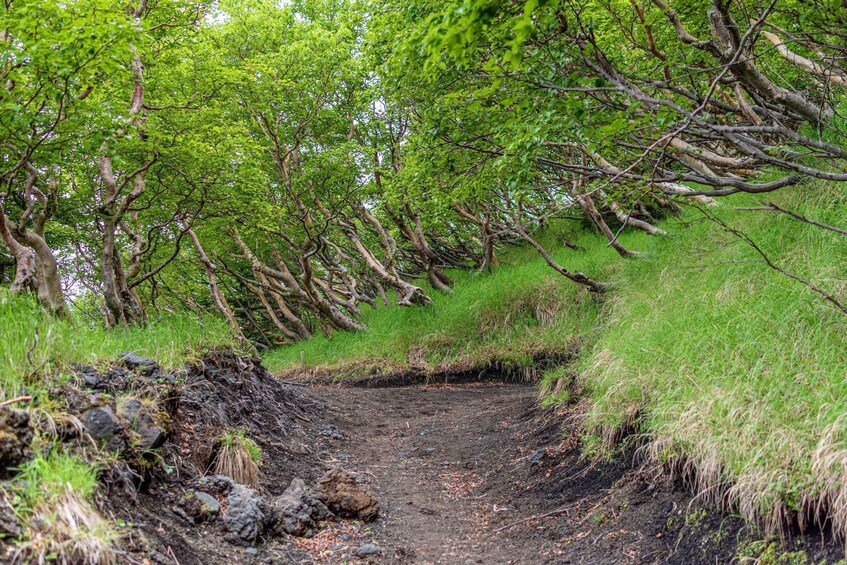 A dirt path surrounded by lush green trees and grass. 2