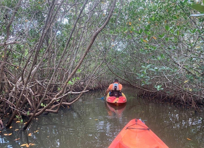 A person kayaking through a mangrove forest. 3