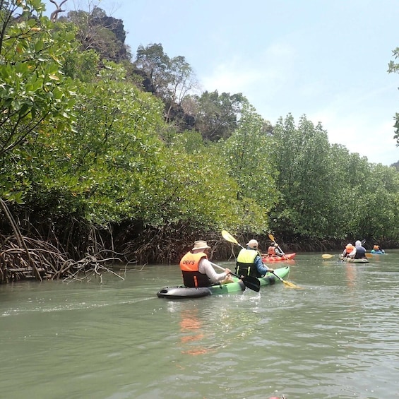 People kayaking through a mangrove forest. 2