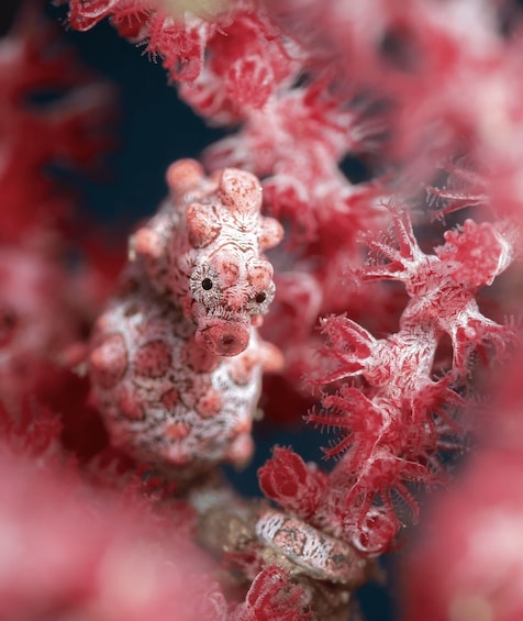 A seahorse with pink and white patterns, surrounded by red coral. 3