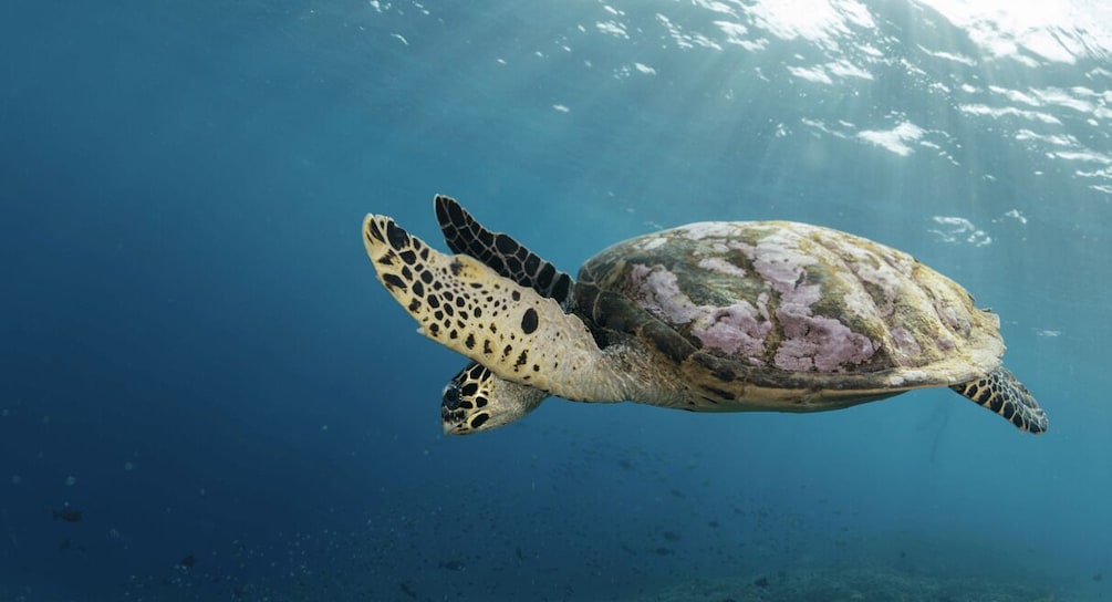 A sea turtle swimming underwater. 4