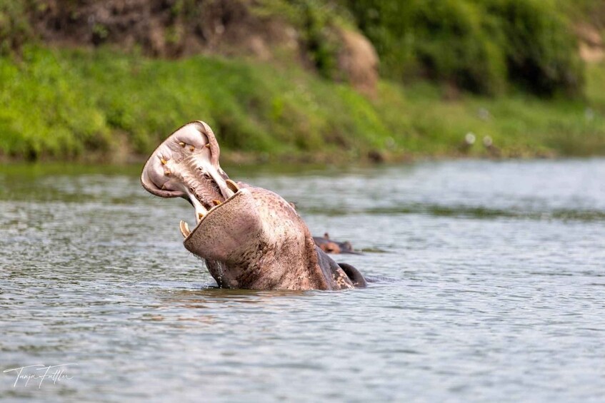 Picture 6 for Activity Kampala: 3-Day Murchison Falls & Ziwa Rhino Safari 4