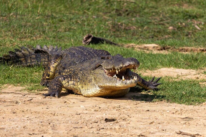 Picture 8 for Activity Kampala: 3-Day Murchison Falls & Ziwa Rhino Safari 3