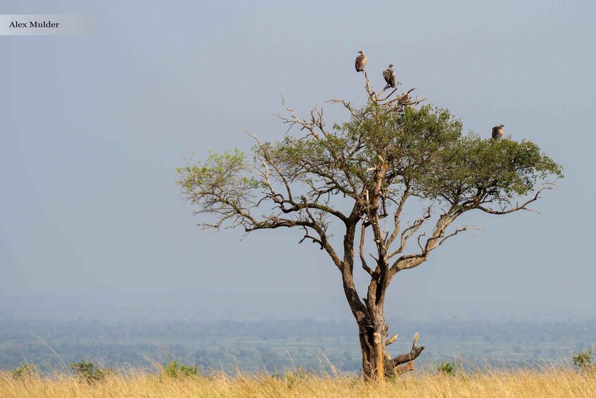 A tree with birds perched on its branches. 3