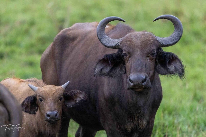 Picture 5 for Activity Kampala: 3-Day Murchison Falls & Ziwa Rhino Safari 5