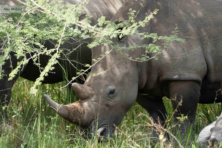 A rhinoceros grazing in a grassy area with trees in the background. 2
