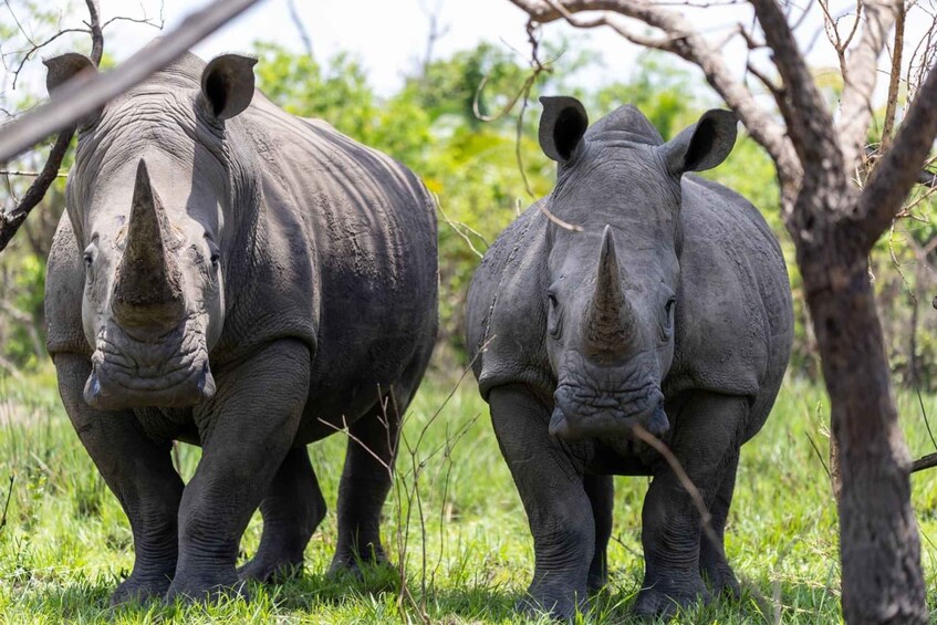 Kampala: 3-Day Murchison Falls & Ziwa Rhino Safari 1