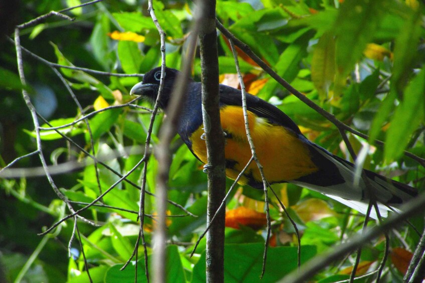 A bird perched on a branch surrounded by green foliage. 3