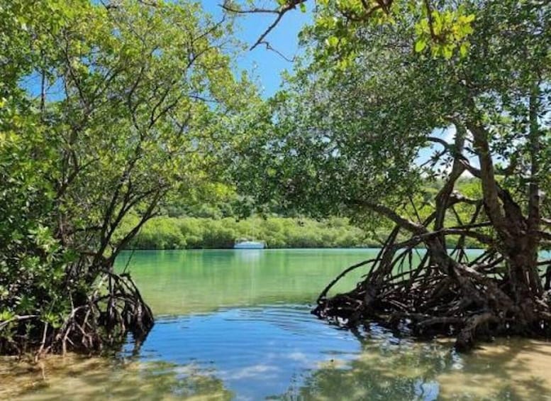 A mangrove forest with clear water and a boat in the distance. 5