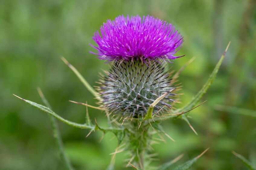 A thistle flower with purple petals and spiky green bracts. 1