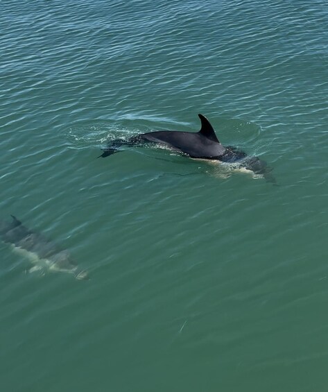 A dolphin swimming in clear water. 3