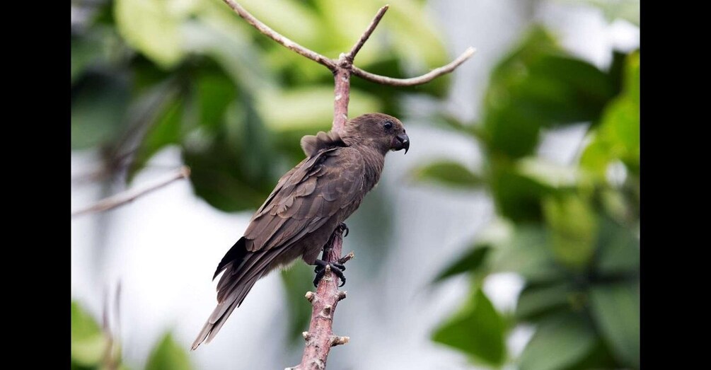 A bird perched on a branch. 2
