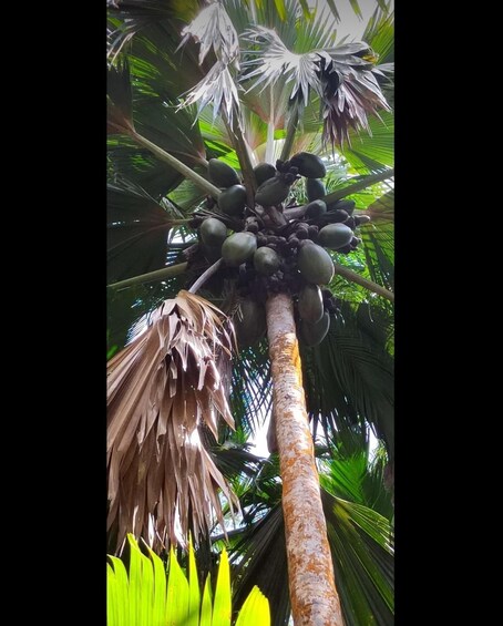A tall palm tree with a cluster of coconuts at the top. 3
