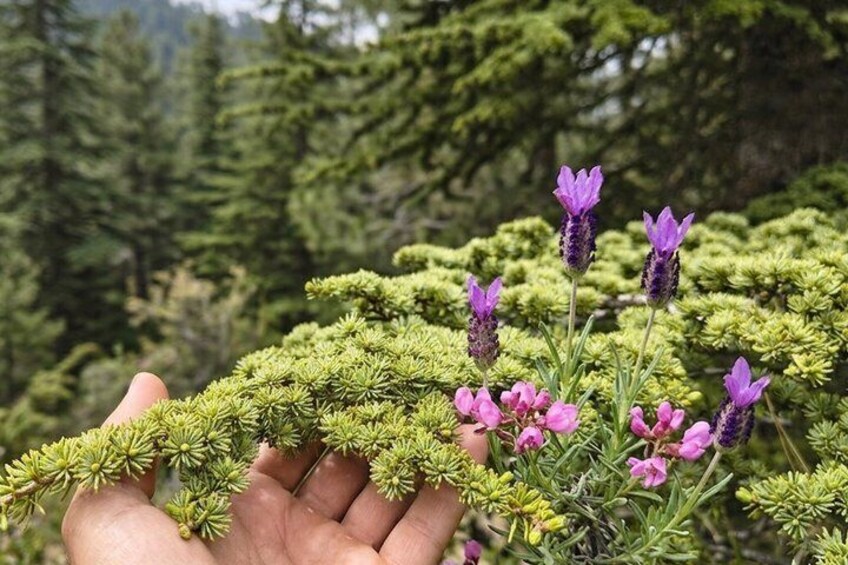 Private Weekend Hiking Experiences in the Troodos Mountains 4