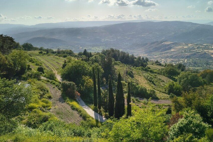 A vineyard with rows of grapevines and tall cypress trees in the foreground. 2