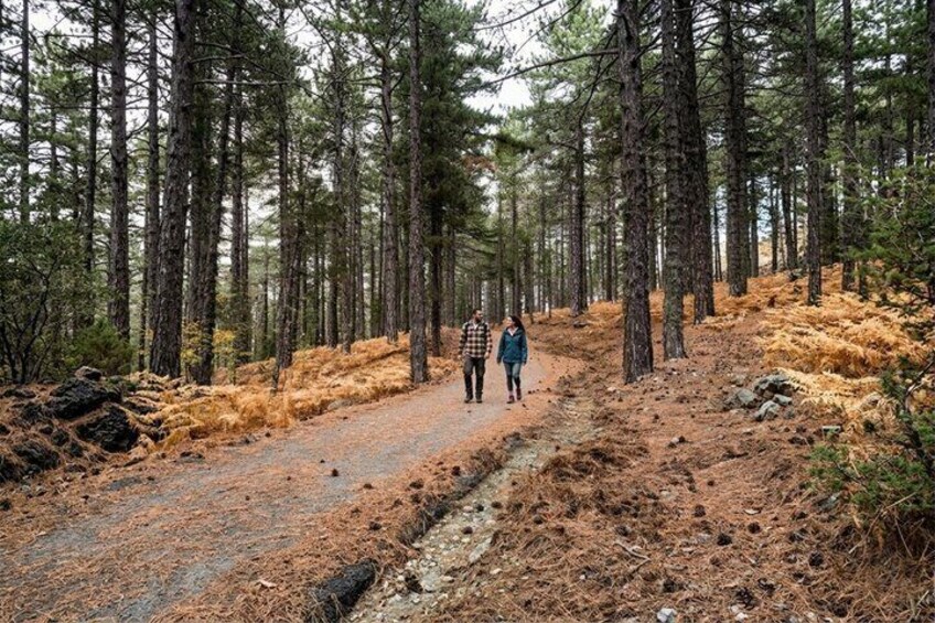 A forested trail with two people walking. 5