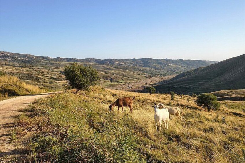 A dirt road with grazing cattle in a hilly landscape. 3
